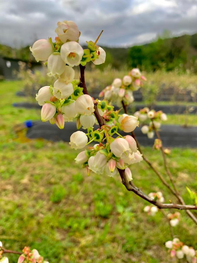 Quinta De Requeixo Villa Guimarães Eksteriør bilde